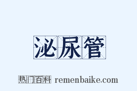 泌尿管是什么意思的图片